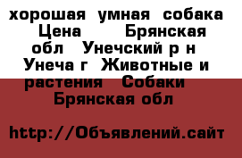 хорошая, умная  собака › Цена ­ 1 - Брянская обл., Унечский р-н, Унеча г. Животные и растения » Собаки   . Брянская обл.